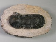 Paralejurus Moroccan Trilobite