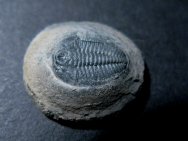 Wujiajiania Trilobite Fossil