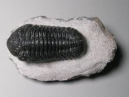 Phacops speculator Trilobite