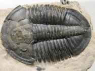 Asaphiscus wheeleri Trilobite