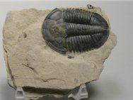 Asaphiscus wheeleri Trilobite