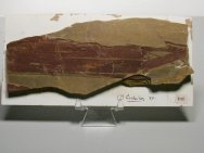 Cordaites Gymnosperm Fossil 