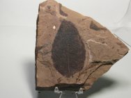 Eocene Plant Fossils