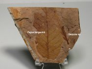 Sequoia and Fagus Plant Fossils