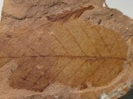 Sequoia and Fagus Fossil Leaves