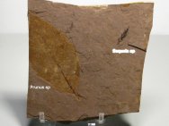 Sequoia and Prunus Plant Fossil Leaves
