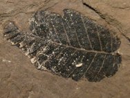 Betula Fossil Leaves
