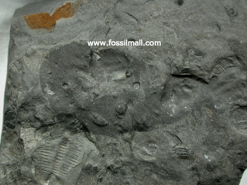 Trilobite and Priapulid Fossil Association