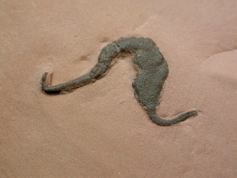 Castericystis Carpoid