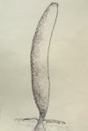 Paraleptomitella from Chengjiang