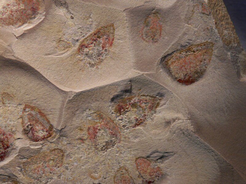 Diagonella Sponge Fossils