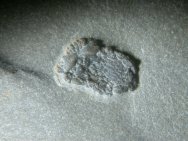 Ctenocystis