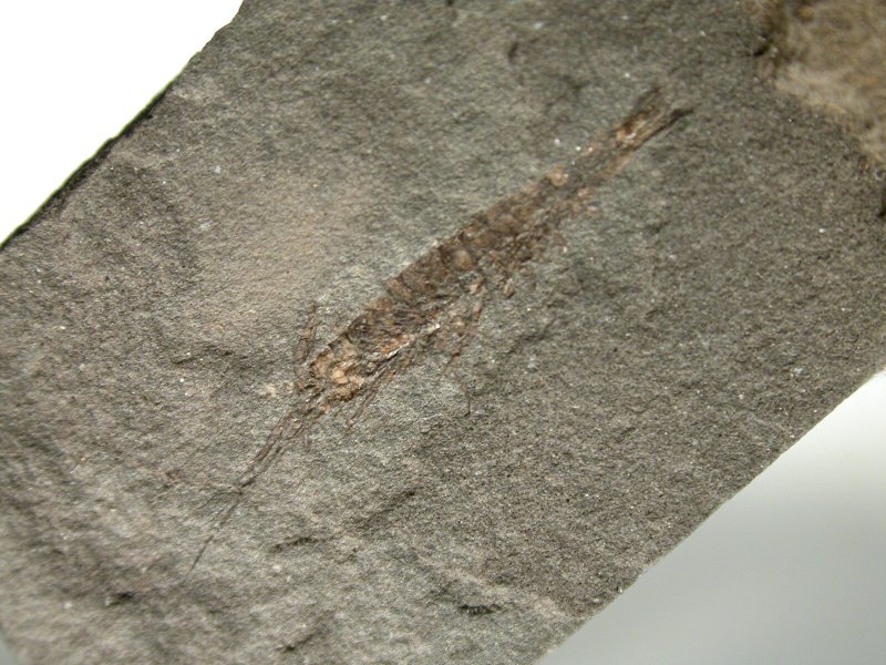 Utah Fossil Shrimp