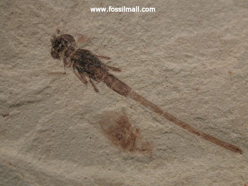 Green River Formation Dragonfly Insect Fossil