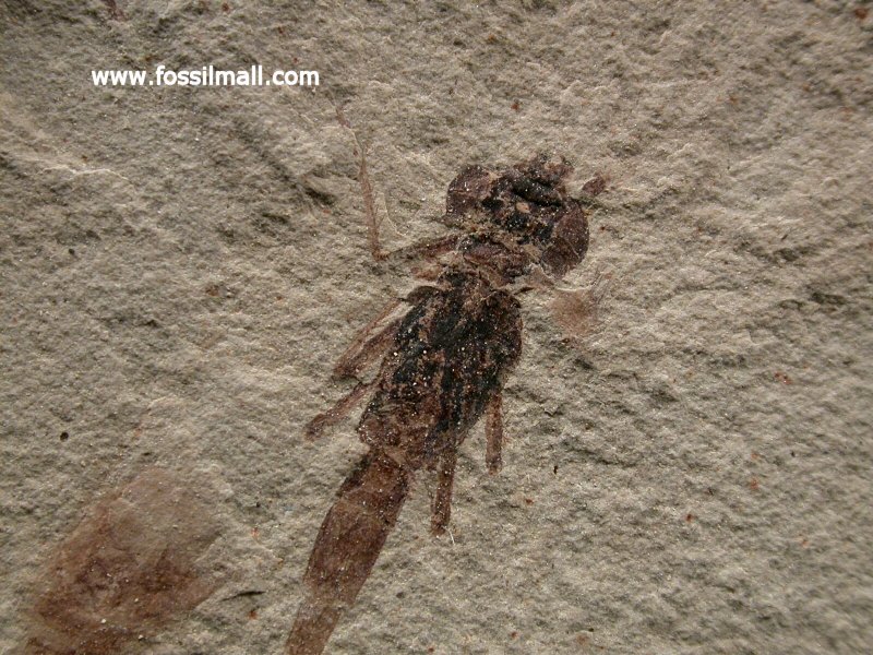 Dragonfly Insect Fossil