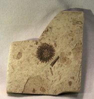 Green River Sycamore Fruit Plant Fossil