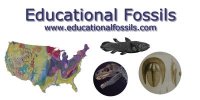 Educational Fossils Website Fossil Kits