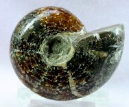 Puzosia Ammonite
