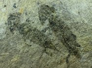 Permian Discosauriscus Amphibian Fossils