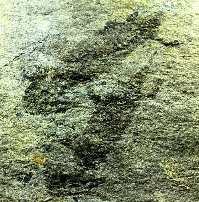 Permian Fossil Amphibians