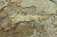 Jeholotriton Basal Salamander Fossil