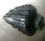 Euoplocephalus Ankylosaurid Dinosaur Tooth