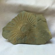 Rare Lepidasterella montanensis Paleozoic Fossil Starfish 