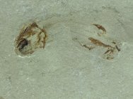 Paleozoic Paleonisciformes Fish Fossil for Sale