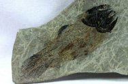 Caridosuctor populosum Coelacanth Fish Fossil