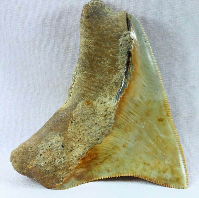Carcharocles Tooth