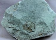 Rare Oeselaspis Jawless Fish Fossil for Sale