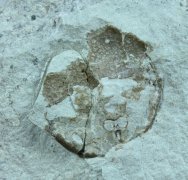 Oeselaspis Fossil Fish
