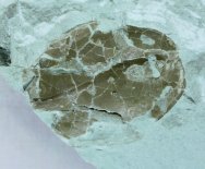 Tremataspis schmidti Jawless Fish Fossil