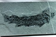 Osteolepis Lobe-Finned Fish Tetrapod Ancestor