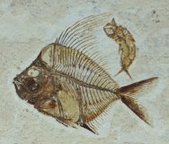 Aipichtys Fish Fossil for Sale