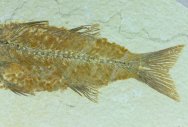 mioplosus-labracoides-fish