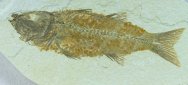 mioplosus-labracoides-fish