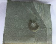 polychaeta-annelida-fossil