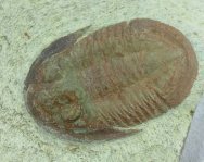 selenopeltis-asaphellus-moroccan-trilobites