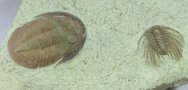 Selenopeltis and Asaphellus Trilobites