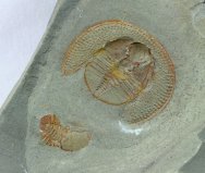 Nankinolithus and Cyclopyge Trilobites 