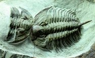 Rare Psedosaukianda lata Redlichiid Trilobite