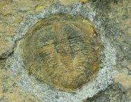 Rare Stygina Trilobite