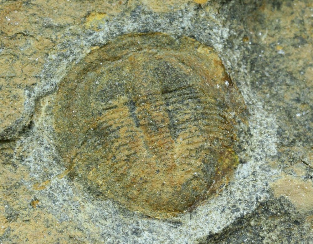 Stygina Trilobite