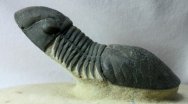 Paralejurus Moroccan Trilobite for sale