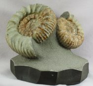 Pavlovia Russian Ammonites