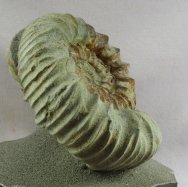 Pavlovia Russian Ammonite