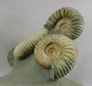 Pavlovia Ammonites