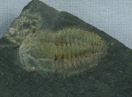 Hsuaspis Estaingia bilobata Trilobites
