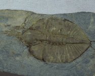 Cnemidopyge Raphiophorid United Kingdom Trilobite